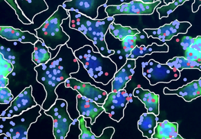 Point locations for transcripts and proteins