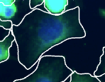 Geometric shapes that contour the segmentation mask to smooth out pixel artifacts