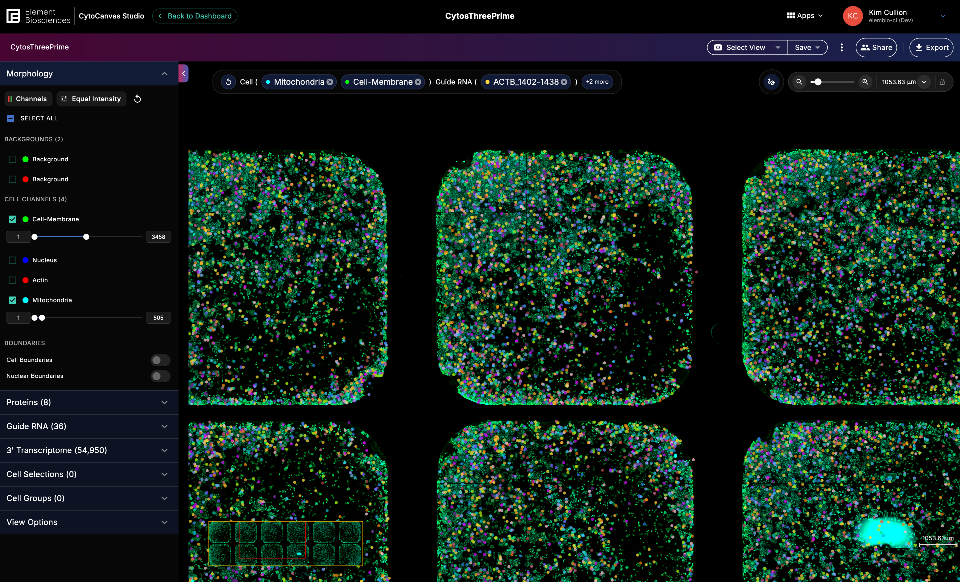 CytoCanvas Studio overview