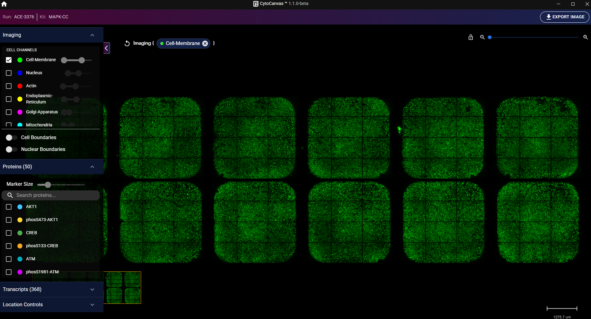 Example CytoCanvas visualizer with panels