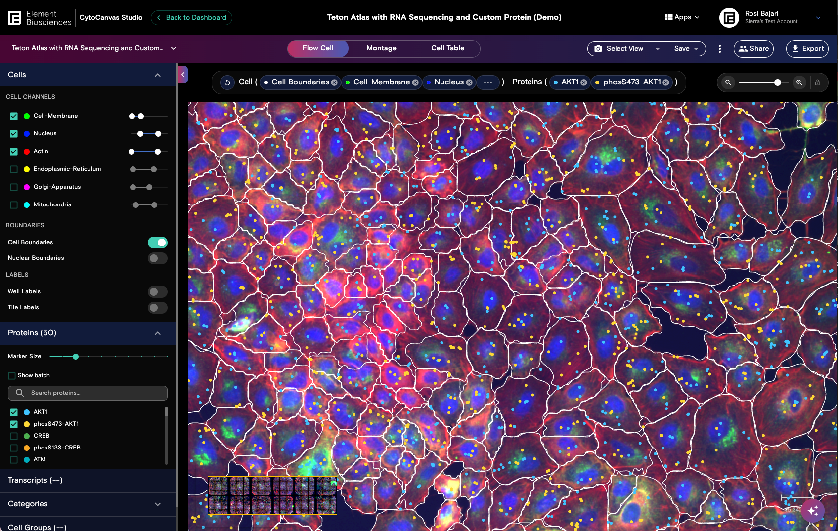CytoCanvas Studio overview
