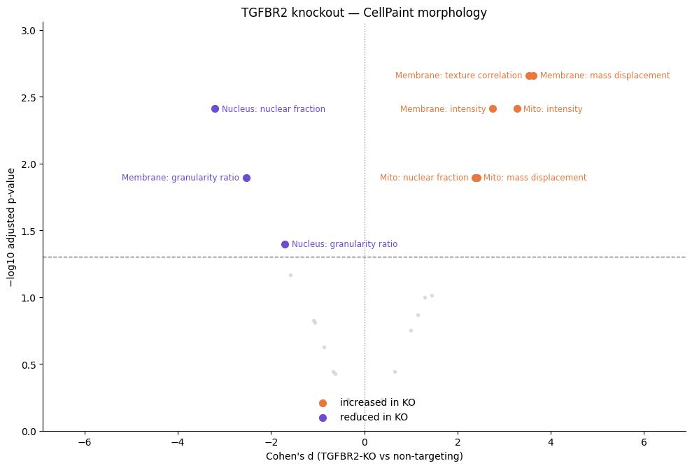 Volcano plot of CellPaint morphology measurements in TGFBR2 knockout versus non-targeting cells. Several membrane and mitochondria measurements increase, and nuclear fraction of the nucleus stain decreases.