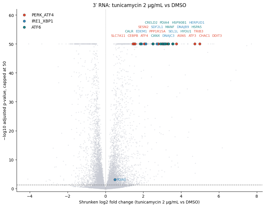 Volcano plot of protein-coding genes in tunicamycin 2 µg/mL versus DMSO wells. Genes from all three UPR branches are strongly increased, and the y-axis is capped at 50.